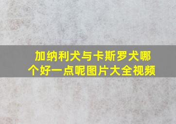 加纳利犬与卡斯罗犬哪个好一点呢图片大全视频