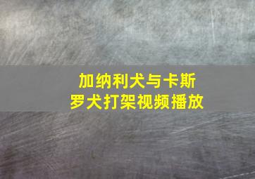 加纳利犬与卡斯罗犬打架视频播放