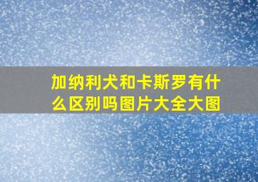 加纳利犬和卡斯罗有什么区别吗图片大全大图