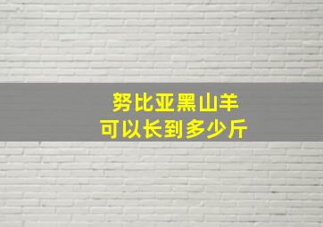 努比亚黑山羊可以长到多少斤