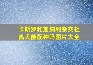 卡斯罗和加纳利杂交杜高犬能配种吗图片大全