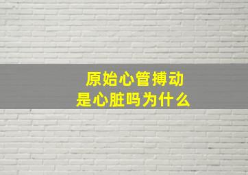 原始心管搏动是心脏吗为什么