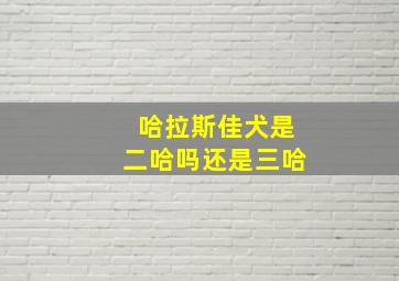 哈拉斯佳犬是二哈吗还是三哈