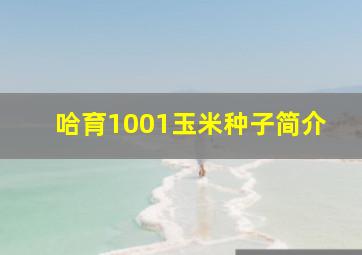 哈育1001玉米种子简介