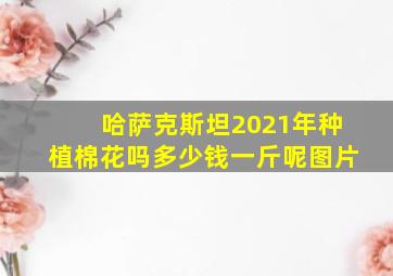 哈萨克斯坦2021年种植棉花吗多少钱一斤呢图片