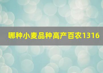 哪种小麦品种高产百农1316