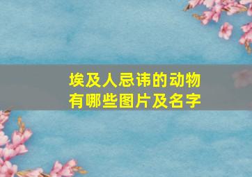 埃及人忌讳的动物有哪些图片及名字