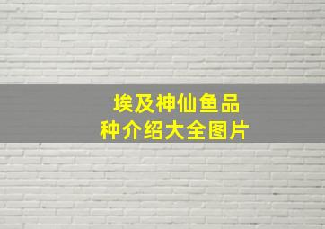 埃及神仙鱼品种介绍大全图片