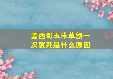 墨西哥玉米草割一次就死是什么原因