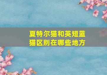 夏特尔猫和英短蓝猫区别在哪些地方