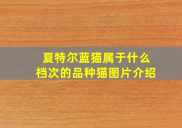 夏特尔蓝猫属于什么档次的品种猫图片介绍