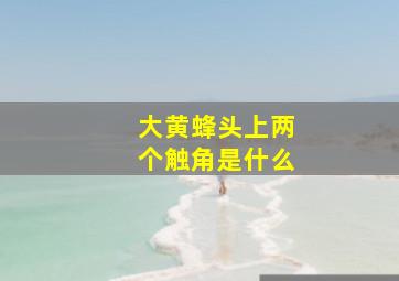 大黄蜂头上两个触角是什么