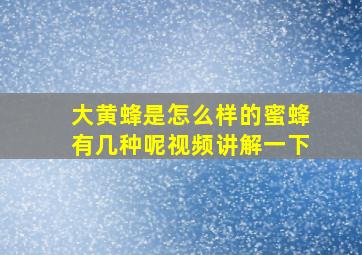 大黄蜂是怎么样的蜜蜂有几种呢视频讲解一下