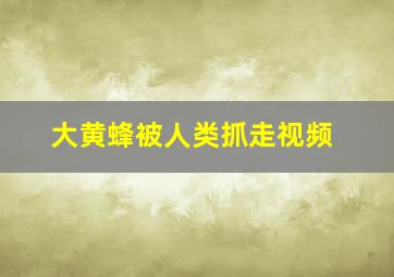 大黄蜂被人类抓走视频