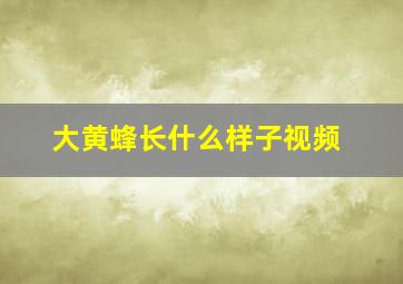 大黄蜂长什么样子视频