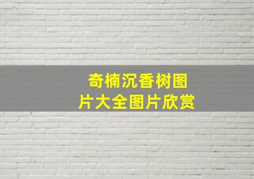 奇楠沉香树图片大全图片欣赏