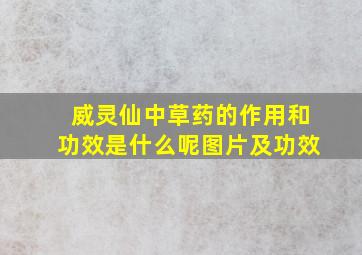 威灵仙中草药的作用和功效是什么呢图片及功效