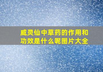 威灵仙中草药的作用和功效是什么呢图片大全