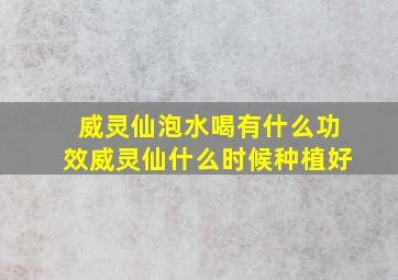 威灵仙泡水喝有什么功效威灵仙什么时候种植好