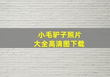 小毛驴子照片大全高清图下载