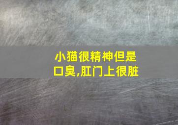 小猫很精神但是口臭,肛门上很脏