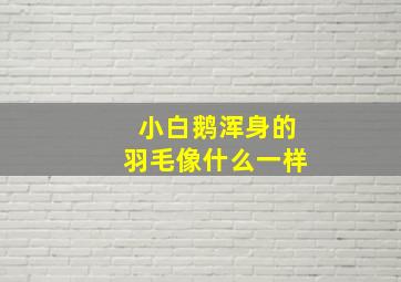 小白鹅浑身的羽毛像什么一样