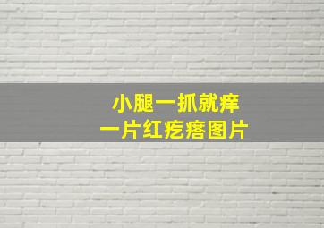 小腿一抓就痒一片红疙瘩图片