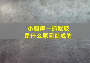 小腿痒一抓就破是什么原因造成的