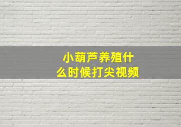 小葫芦养殖什么时候打尖视频