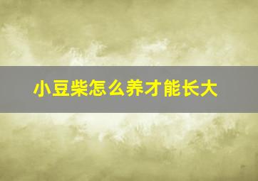 小豆柴怎么养才能长大