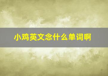 小鸡英文念什么单词啊