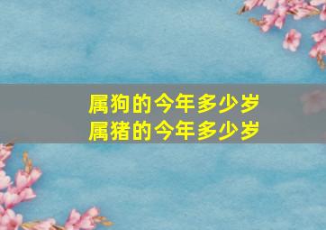 属狗的今年多少岁属猪的今年多少岁