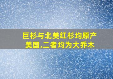 巨杉与北美红杉均原产美国,二者均为大乔木