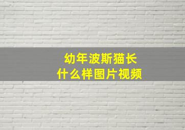 幼年波斯猫长什么样图片视频