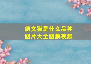 德文猫是什么品种图片大全图解视频