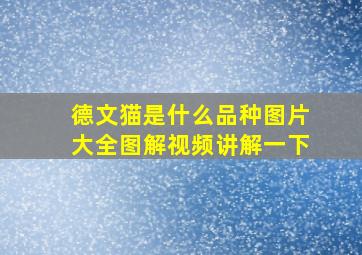 德文猫是什么品种图片大全图解视频讲解一下