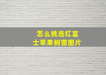 怎么挑选红富士苹果树苗图片