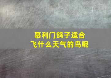 慕利门鸽子适合飞什么天气的鸟呢