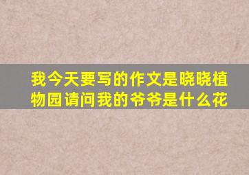 我今天要写的作文是晓晓植物园请问我的爷爷是什么花