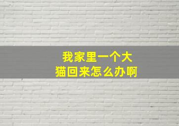 我家里一个大猫回来怎么办啊