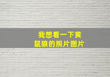 我想看一下黄鼠狼的照片图片