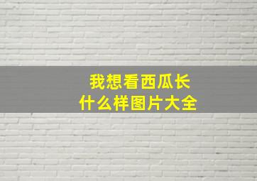 我想看西瓜长什么样图片大全