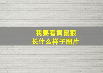 我要看黄鼠狼长什么样子图片