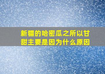 新疆的哈密瓜之所以甘甜主要是因为什么原因