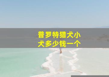 普罗特猎犬小犬多少钱一个