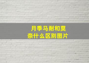 月季马耐和莫奈什么区别图片