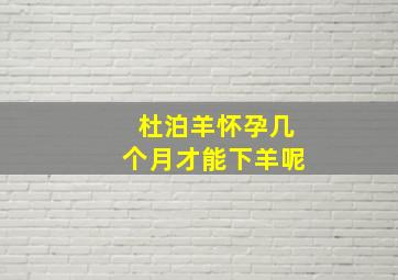 杜泊羊怀孕几个月才能下羊呢