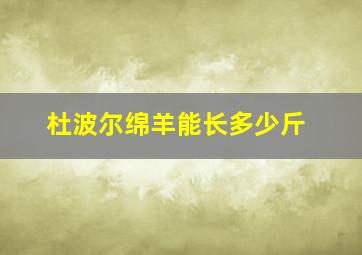 杜波尔绵羊能长多少斤