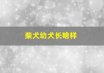 柴犬幼犬长啥样