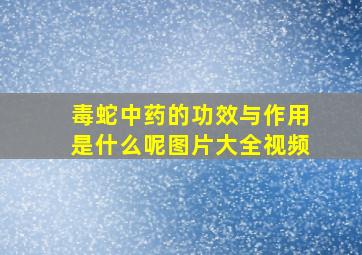 毒蛇中药的功效与作用是什么呢图片大全视频